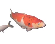一平爺さんが作った錦鯉・金魚のストック素材