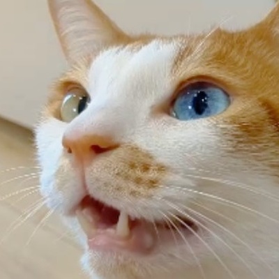 yukilie