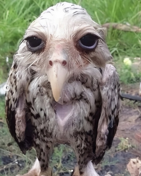 grimmy