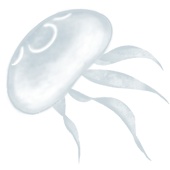 kaniseaji
