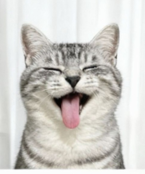 momonyaaa