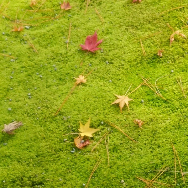 kyoto-iro