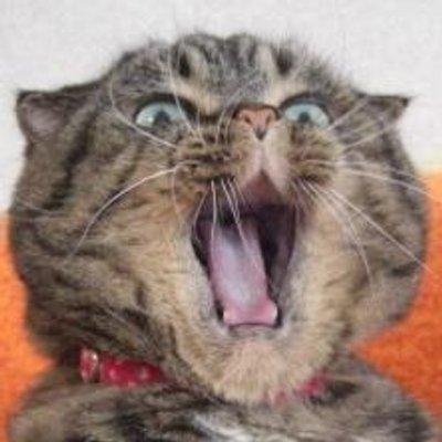 ぼっち猫