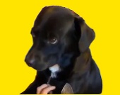doG Digital Shop
