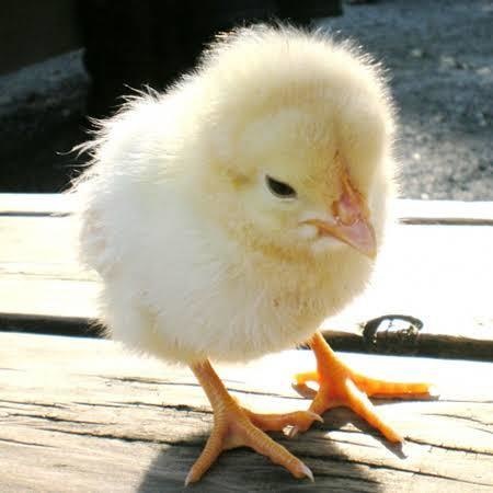 🐣唐揚げ屋さん🐣