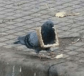 PigeonNest