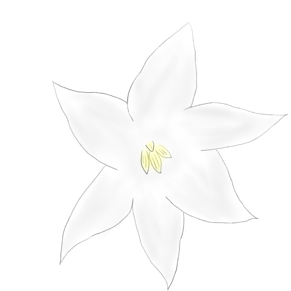 Lily's shop