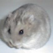 わびさびハム屋