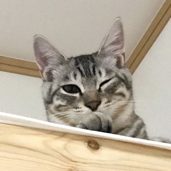 コチニール
