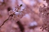 八渡神社