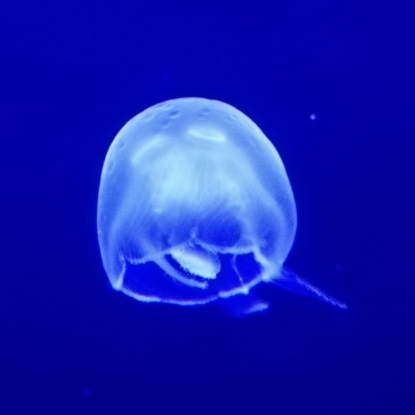 深海月面基地