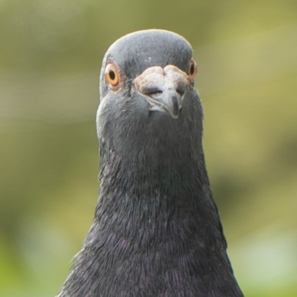 鳩