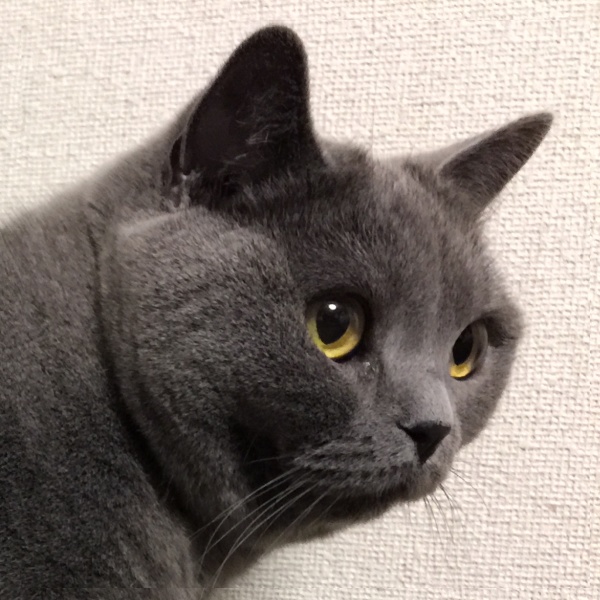 ケミカルプリン