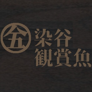 染谷観賞魚