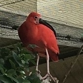 けもシューマイのおみせ～