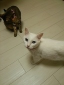 桜　猫