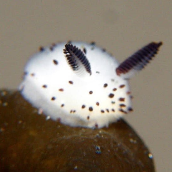 fluffyseaslug