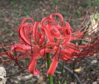 CGarchishop