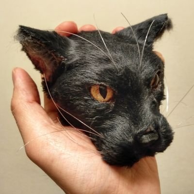 骨猫