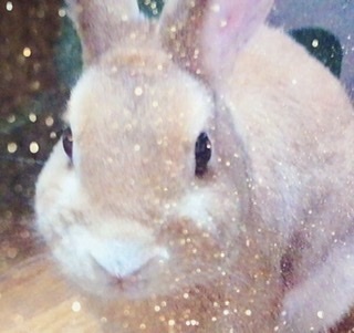 🐰ayun-shop🐰