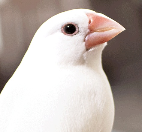 petit oiseau